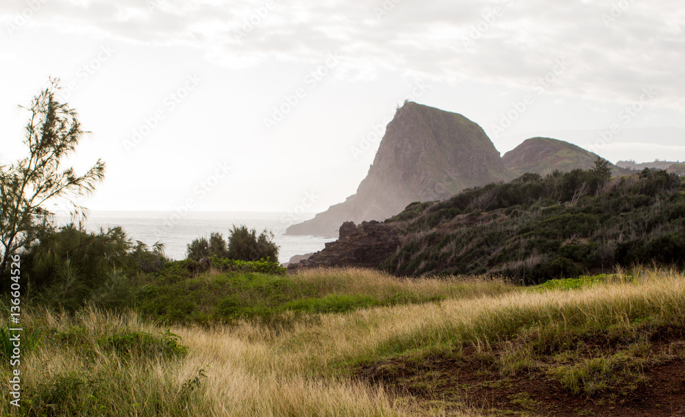 Fototapeta premium Maui Grass With Distant Cliffs