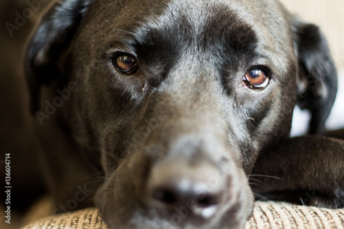 Black Dog Laying On Couch