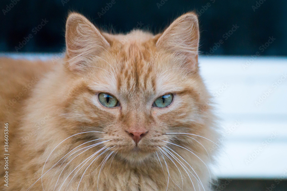 Chat Chat