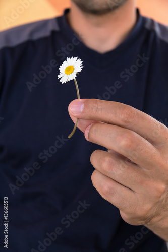 Man holds in a hand small white daisy. Guesses on camomile for love