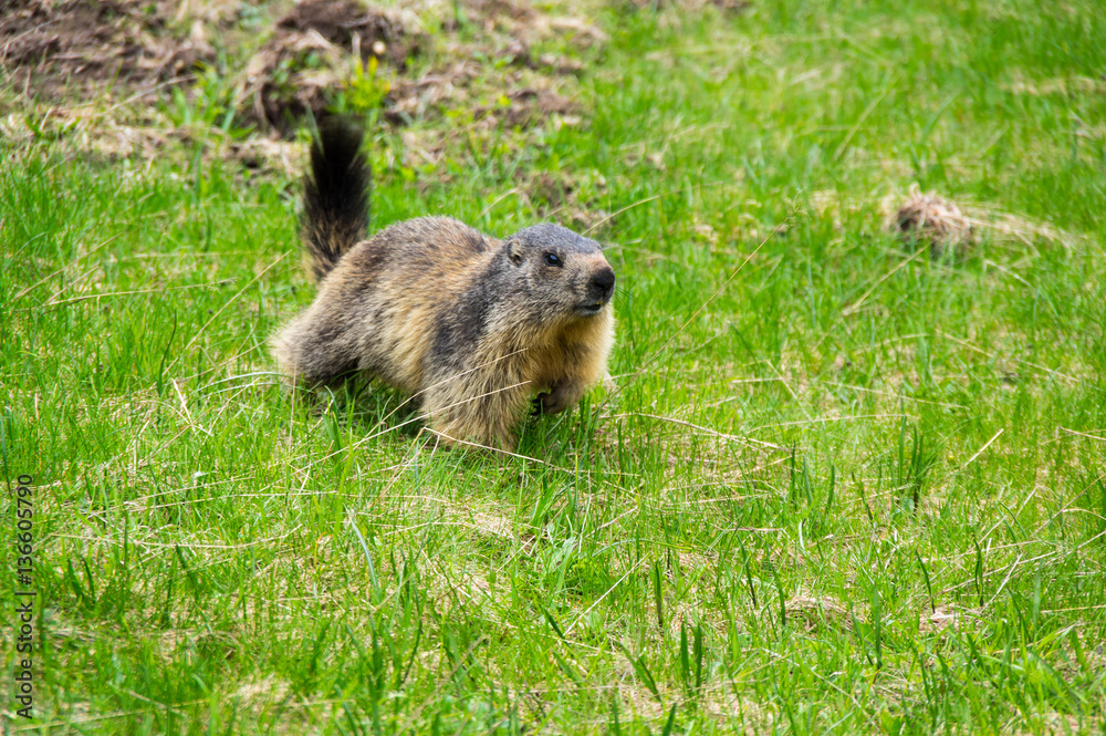 Marmot in the grass Marmot in the grass