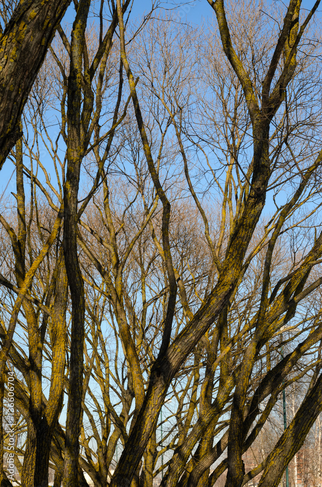 Obraz premium Leafless tree branches against the blue sky