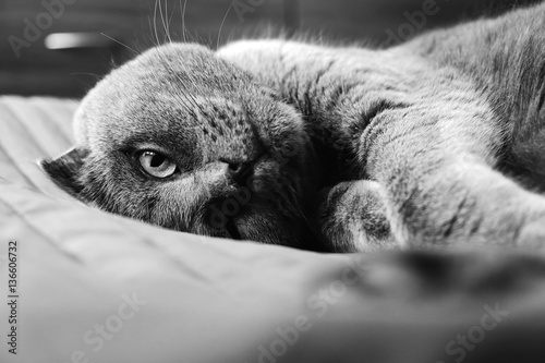 beautiful portrait of a Scottish fold cat