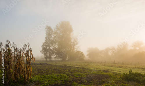 foggy sunny morning on a meadow