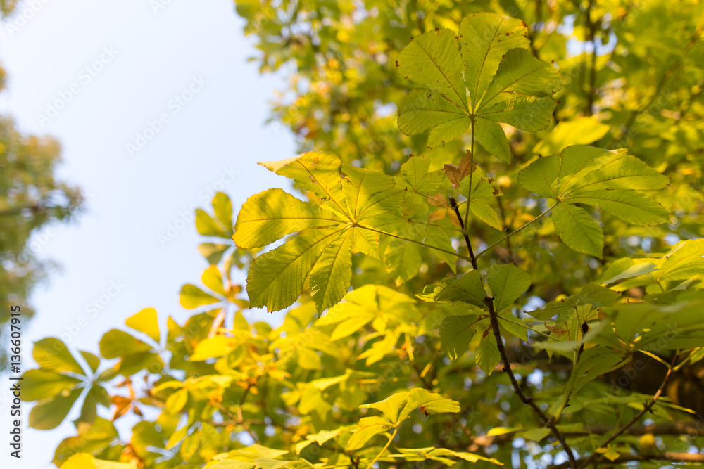 Chestnut branch with leaves at sunset Chestnut branch with leaves at sunset