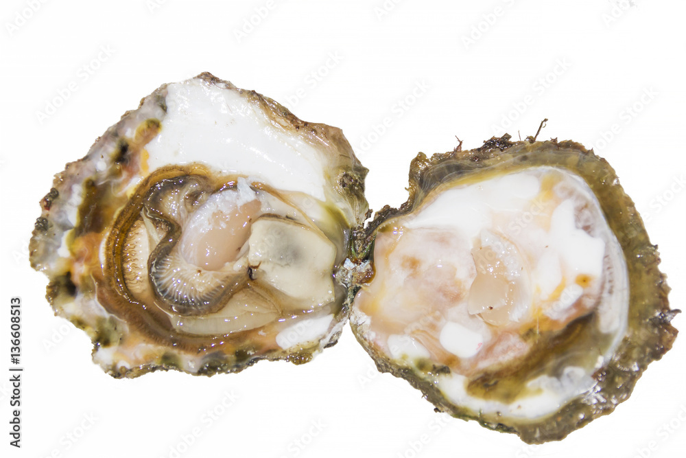 Open flat oyster Open flat oyster