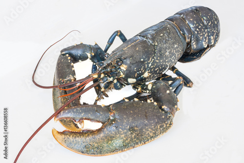 Live european lobster