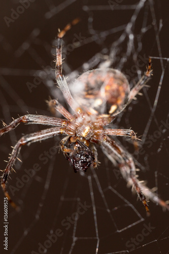 Spider on the web © schankz