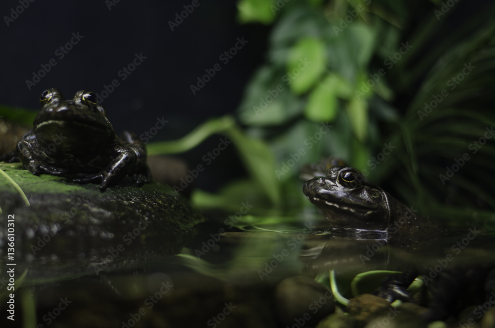 Obraz premium Frogs