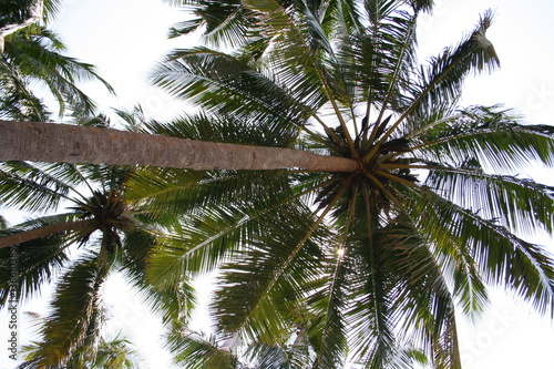 Two coconut palms