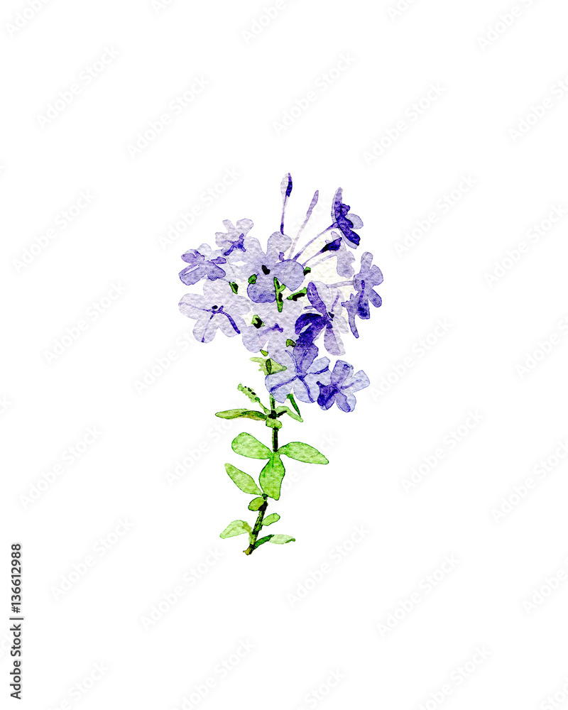Obraz premium Small branch phlox flowers. Watercolor illustration.