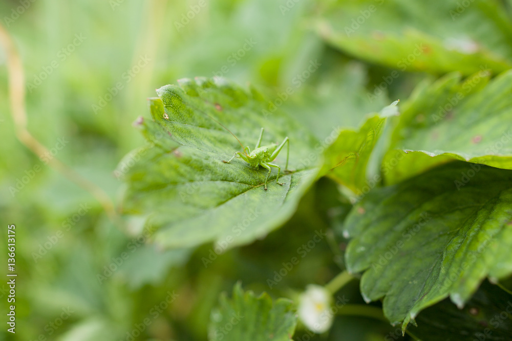 Closeup of grasshopper on strawberry leaves in the garden. Closeup of grasshopper on strawberry leaves in the garden.