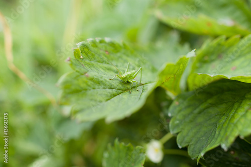 Closeup of grasshopper on strawberry leaves in the garden.