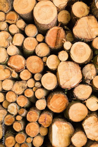 Cross section of the timber  cut trees  firewood stack for the background. Close up pile of logs background