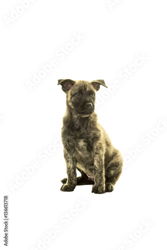 Cute Dutch wire-haired shepherd puppy sitting facing camera isol