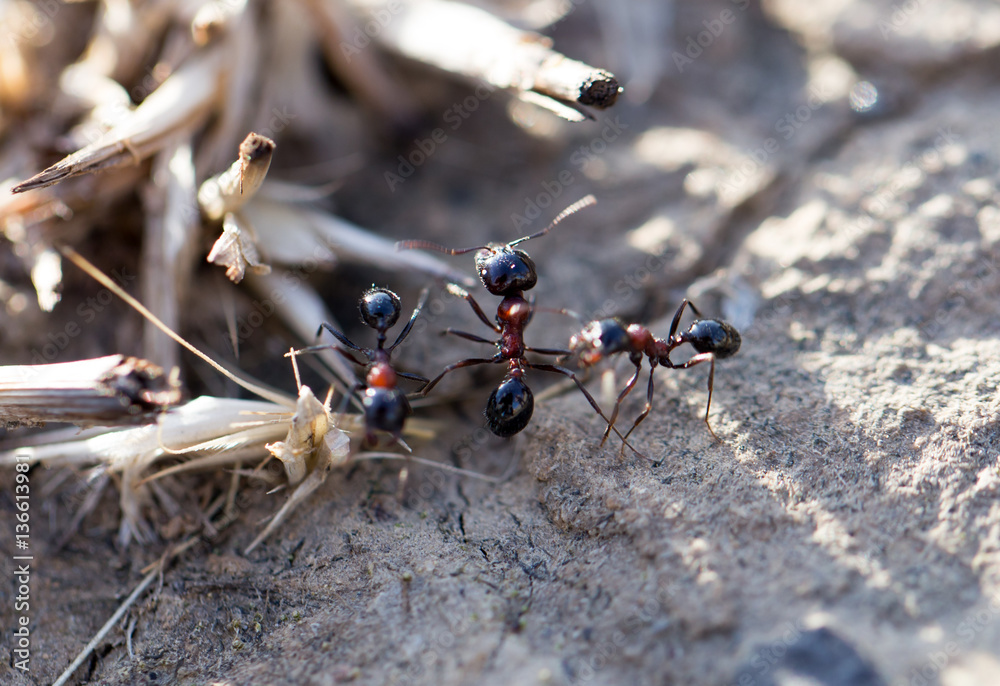 ants on the ground. macro