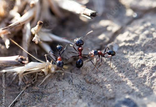 ants on the ground. macro