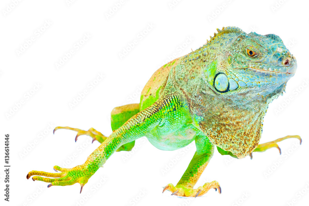 Fototapeta premium one green iguana lizard .reptile sit on white background