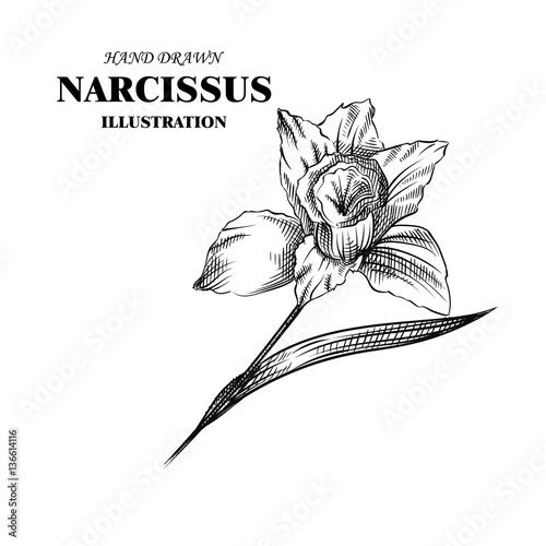 Fototapeta Naklejka Na Ścianę i Meble -  Hand drawn narcissus isolated on white background. Flowers sketches elements. Retro hand-drawn floral vector illustration.