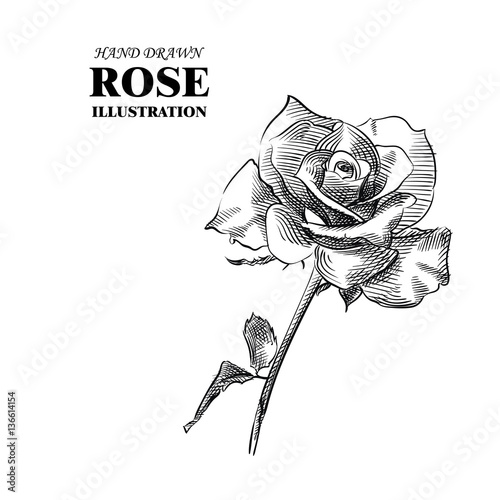 Fototapeta Naklejka Na Ścianę i Meble -  Hand drawn rose isolated on white background. Flowers sketches elements. Retro hand-drawn floral vector illustration.
