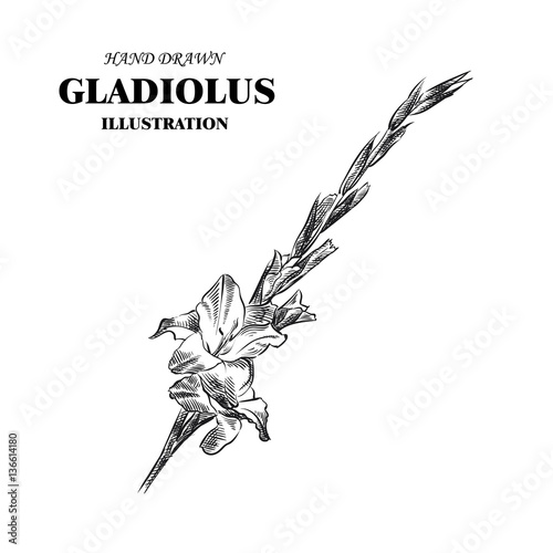 Hand drawn gladiolus isolated on white background. Flowers sketches elements. Retro hand-drawn floral vector illustration.