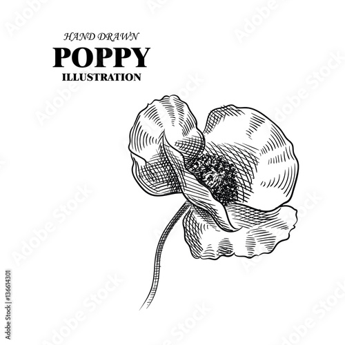 Fototapeta Naklejka Na Ścianę i Meble -  Hand drawn poppy isolated on white background. Flowers sketches elements. Retro hand-drawn floral vector illustration.