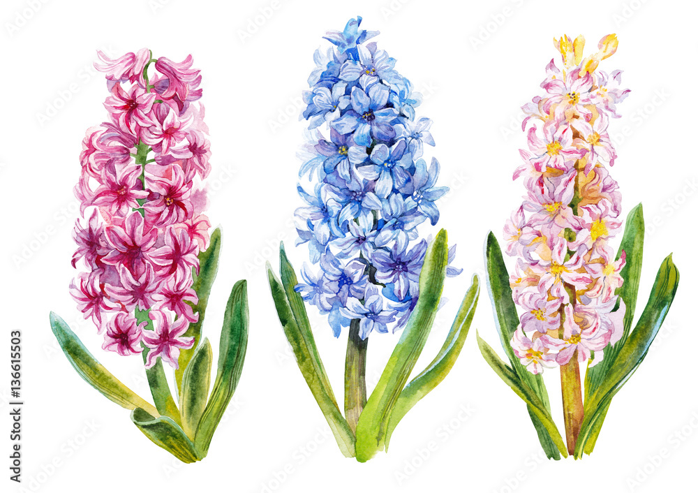 Hyacinth Watercolor Stock イラスト Adobe Stock