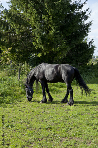 Pferd auf der Weide (Kaltblut)