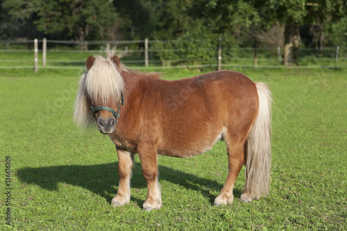 Fototapeta Naklejka Na Ścianę i Meble -  Pony auf der Weide