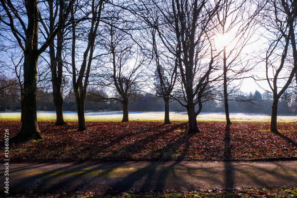 sun streaming through trees, uckfield, east Sussex sun streaming through trees, uckfield, east Sussex
