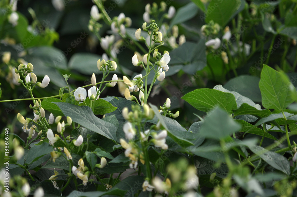 In the garden white flower blossoms beans In the garden white flower blossoms beans