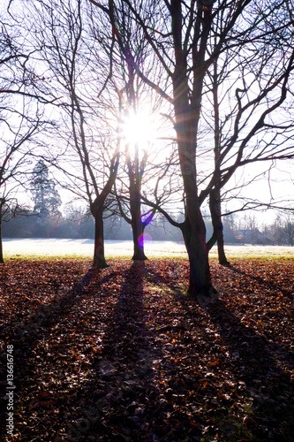 sun streaming through trees, uckfield, east Sussex