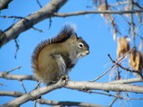 Brown Squirrel in tree