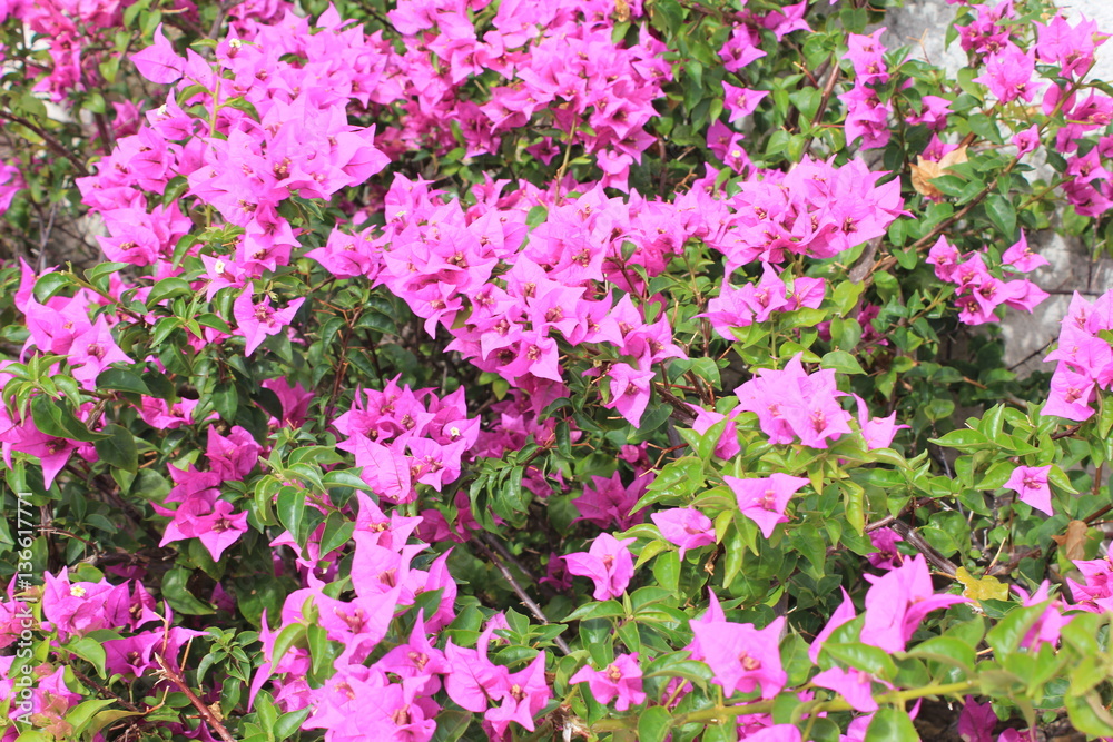 Barbados Barbados