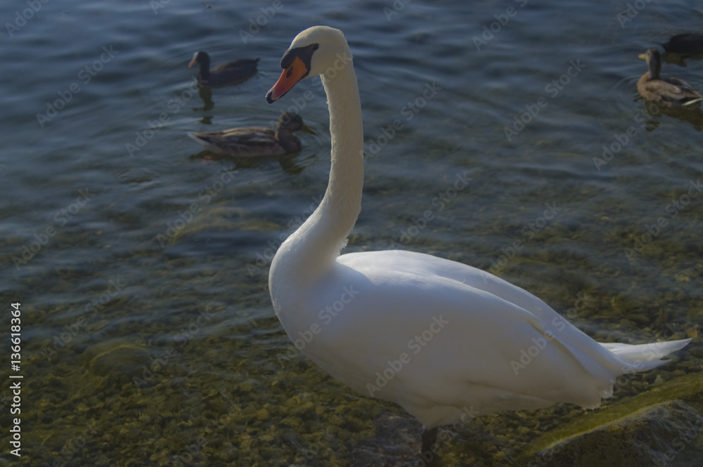 Naklejka premium Cigno al lago di Viverone (BI)