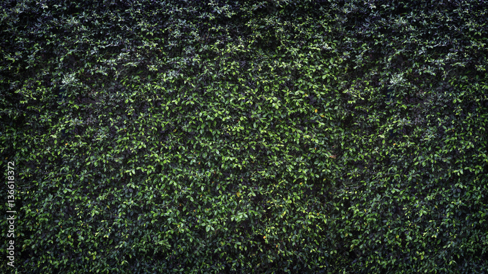 green leaves natural wall. green leaves natural wall.