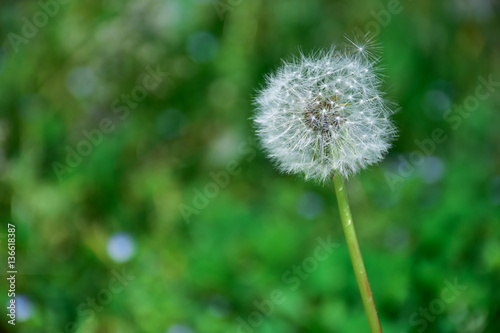 Taraxacum officinale - common dandelion - puff- Senecio vulgaris - groundsel flower plant