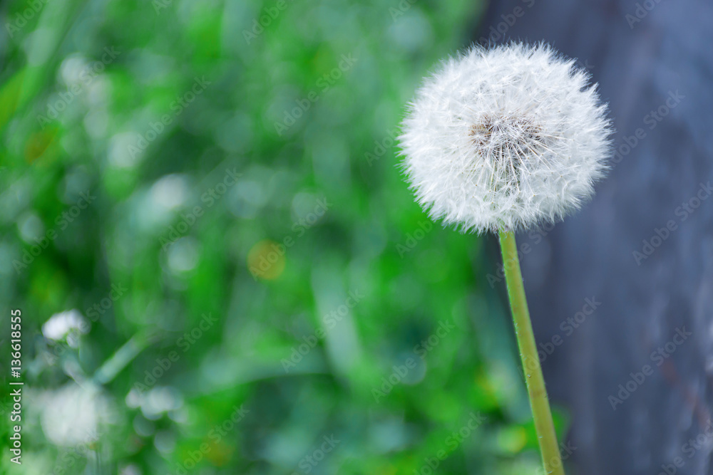 Taraxacum officinale - common dandelion - puff- Senecio vulgaris - groundsel flower plant Taraxacum officinale - common dandelion - puff- Senecio vulgaris - groundsel flower plant