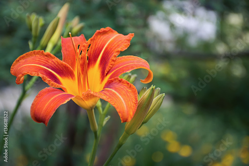 Fototapeta Naklejka Na Ścianę i Meble -  Giant Fire orange Flower Hemerocallis fulva - TawnyDaylily, TigerDaylily, FulvousDaylily, DitchLily