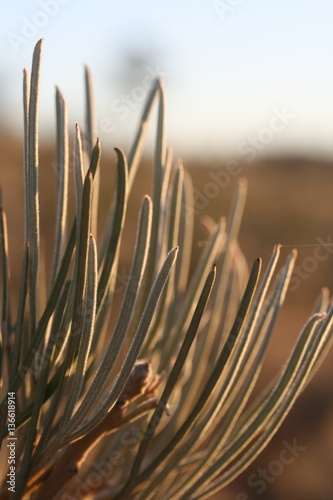 Desert Spindly Plant Life 