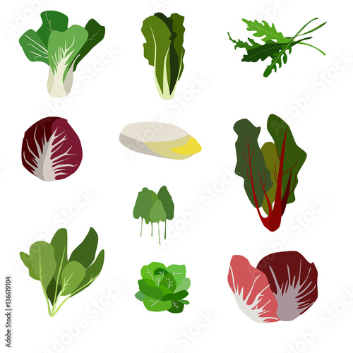 Salad ingredients. Leafy vegetables icons set. Organic and vegetarian illustration with Pak choi, Spinach, Rucola, Radicchio, Indivia belga, Mangold, Sorrel, Romaine, Lettuce  Palla Rossa. 