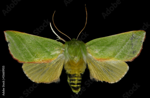 Green Silver-lines on black Background  -  Pseudoips prasinana (Linnaeus, 1758) photo