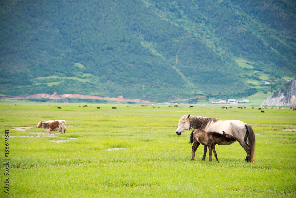 Horses at Napa Lake. a famous landscape in the Ancient city of Shangrila, Yunnan, China. Horses at Napa Lake. a famous landscape in the Ancient city of Shangrila, Yunnan, China.