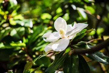 Keuken achterwand Magnolia Groenblijvende magnolia met witte bloem  © artifirsov