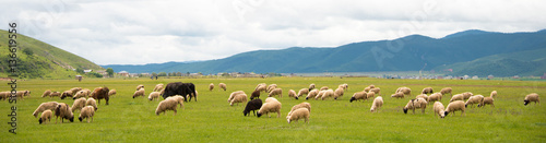 Sheeps at Napa Lake. a famous landscape in the Ancient city of Shangrila, Yunnan, China.
