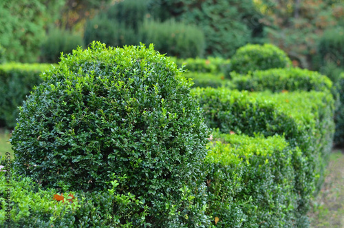 Canvas Print Clipped Buxus sempervirens