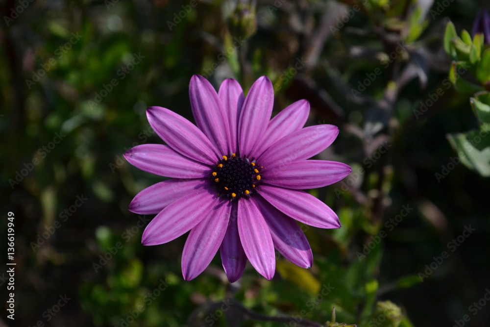 Closeup of a purple flower in the garden Closeup of a purple flower in the garden