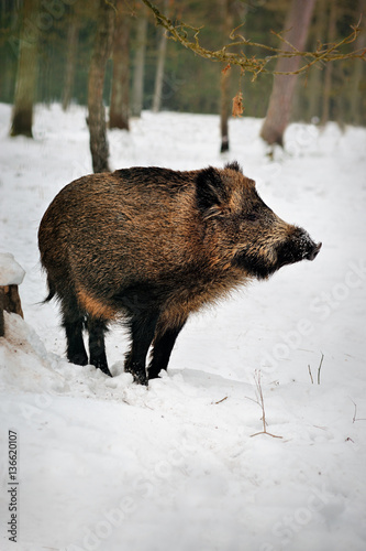 Wild boar in a snowy forest