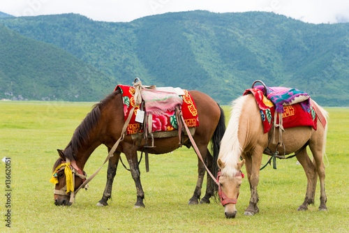 Horses at Napa Lake. a famous landscape in the Ancient city of Shangrila, Yunnan, China. © beibaoke