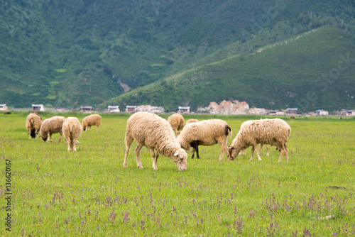 Sheeps at Napa Lake. a famous landscape in the Ancient city of Shangrila, Yunnan, China.